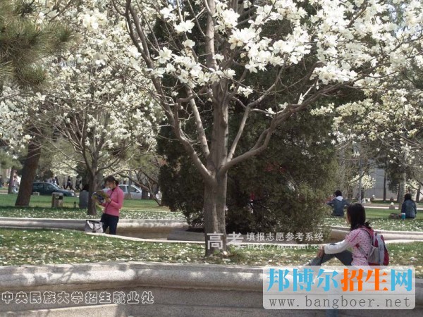 中央民族大學(xué)校園一角519
