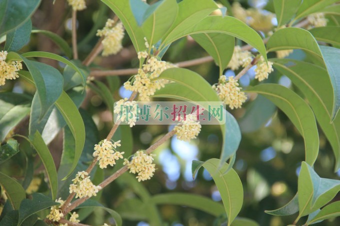重慶經(jīng)貿職業(yè)學院2016年招生簡章