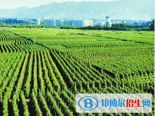 玉溪讀中專學校多少錢