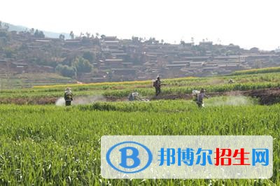 楚雄讀中專學校有用嗎