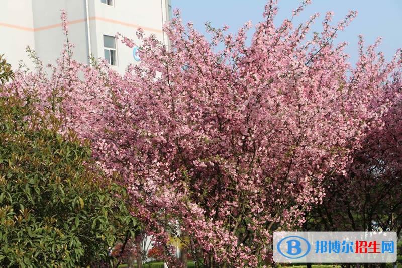 皖西衛(wèi)生職業(yè)學院單招報名條件
