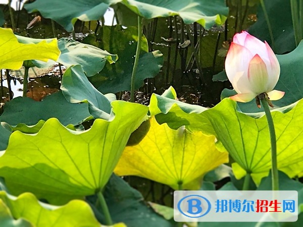 安徽汽車職業(yè)技術學院2019年單招錄取分數(shù)線