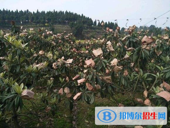 資陽讀中專學(xué)校有前途嗎