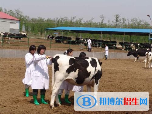 山東畜牧獸醫(yī)職業(yè)學(xué)院單招2019年單獨(dú)招生有哪些專業(yè)