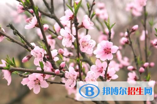 陜西航空職業(yè)技術(shù)學(xué)院五年制大專2019年報名條件、招生要求、招生對象