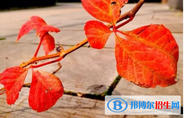  渭南固市中學網(wǎng)站網(wǎng)址