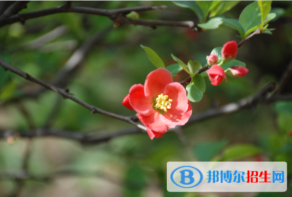  延川縣中學(xué)2020年招生簡(jiǎn)章