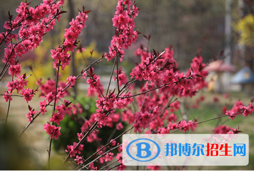 石家莊實驗中學2020年招生計劃