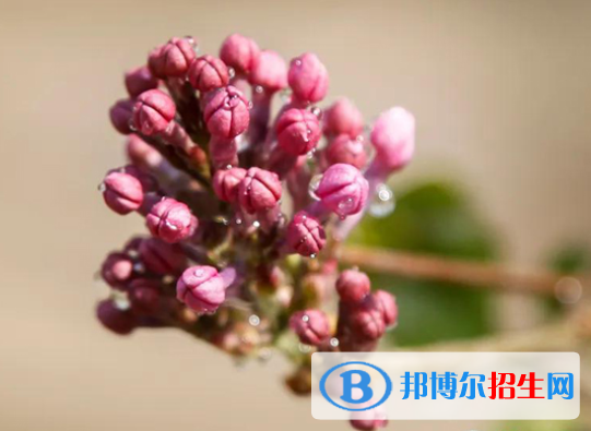 河北保定第一中學2021年招生簡章