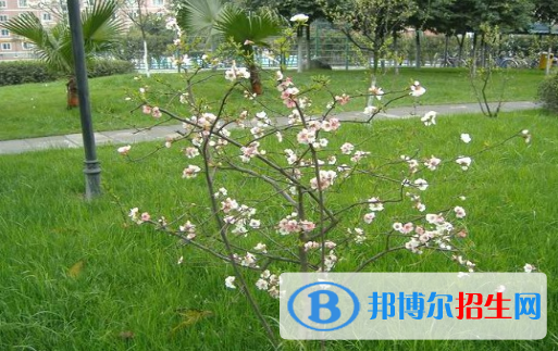 成都西川中學網(wǎng)站網(wǎng)址