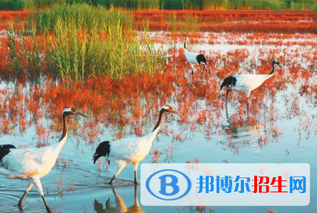 盤(pán)錦中考英語(yǔ)總分(滿分）是多少（附盤(pán)錦中考成績(jī)查詢?nèi)肟冢? width=