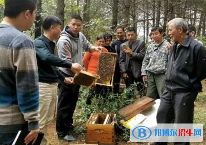 大學養(yǎng)蜂與蜂產(chǎn)品加工專業(yè)可以從事哪些工作？
