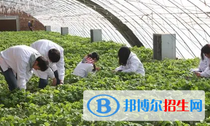 大學農(nóng)學專業(yè)可以從事哪些工作？