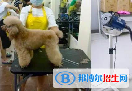 寵物醫(yī)療技術(shù)專業(yè)好嗎?