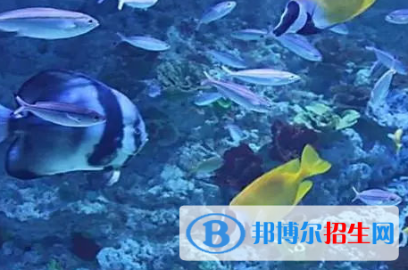水族科學(xué)與技術(shù)專(zhuān)業(yè)好嗎?(水族科學(xué)與技術(shù)專(zhuān)業(yè))
