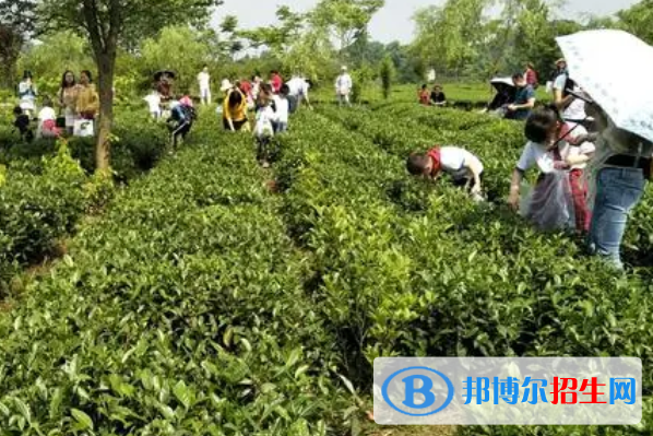 貴州省茶技術(shù)茶文化學(xué)校2023年學(xué)費(fèi)、收費(fèi)多少